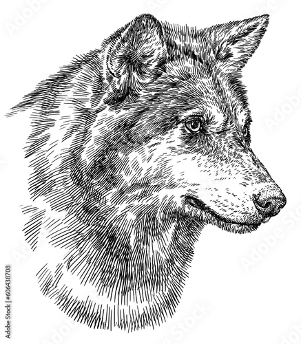 Vintage engraving isolated gray wolf set illustration ink sketch. Wild dog background animal silhouette art. Black and white hand drawn image.
