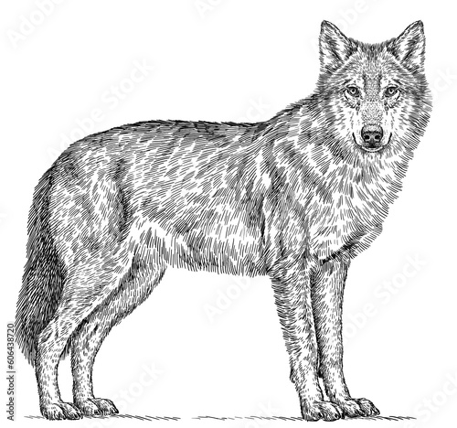 Vintage engraving isolated gray wolf set illustration ink sketch. Wild dog background animal silhouette art. Black and white hand drawn image.