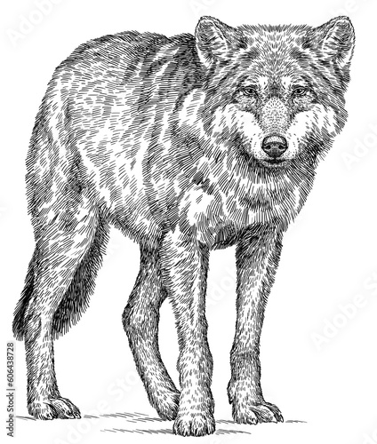Vintage engraving isolated gray wolf set illustration ink sketch. Wild dog background animal silhouette art. Black and white hand drawn image.
