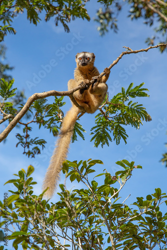 Greater bamboo lemur, Hapalemur simus, one of the world's most critically endangered primates, in dense forest of Ranomafana national park, feeds on bamboo leaves. Lemur conservancy in Madagascar. photo