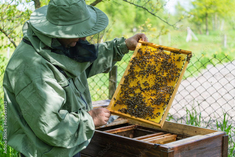 Farmer wearing bee suit working with honeycomb in apiary. Beekeeping in countryside. Male beekeeper in a beekeeper costume, inspects a wooden frame with honeycombs holding it in her hands, closeup Farmer wearing bee suit working with honeycomb in apiary. Beekeeping in countryside. Male beekeeper in a beekeeper costume, inspects a wooden frame with honeycombs holding it in her hands, closeup