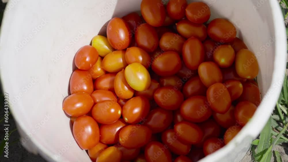 Person throws the tomatoes into the bucket Person throws the tomatoes into the bucket