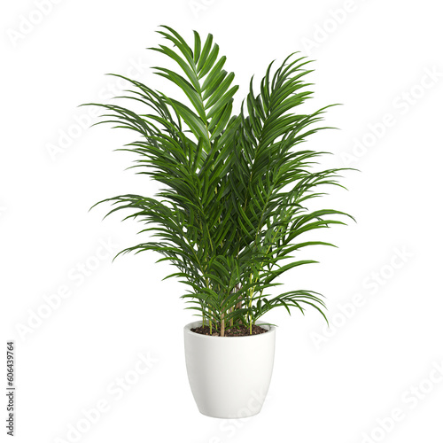 Fototapeta plant in a pot On transparent background PNG file