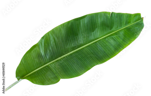Fresh banana leaf isolated on transparent background.