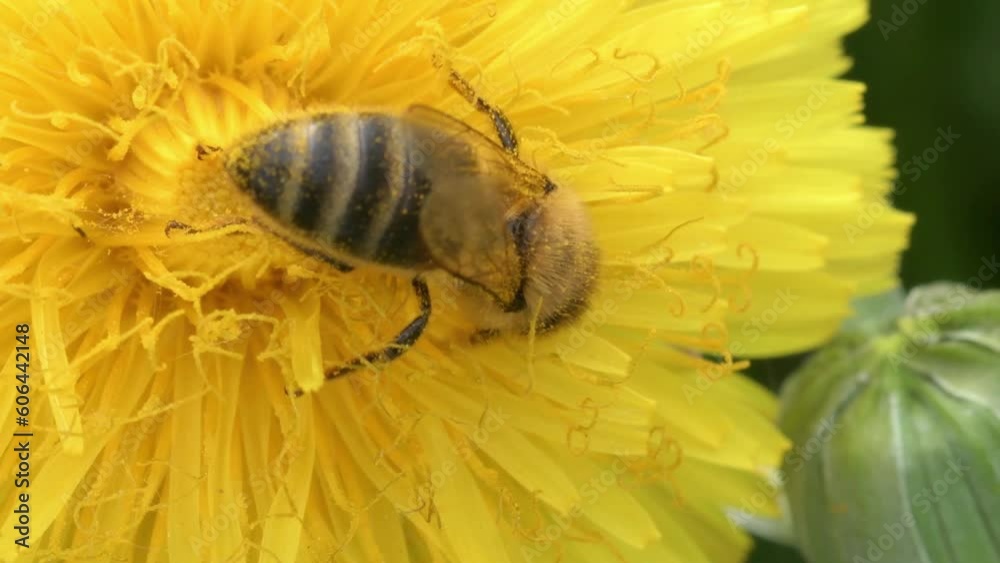 macro shot of working bee at yellow flower - dandelion