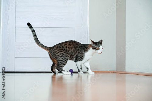 Playful Domestic Cat Engaging with a Toy Ball: Feline Fun and Games