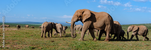 Addo Elephant Park South Africa  Family of Elephants in Addo elephant park