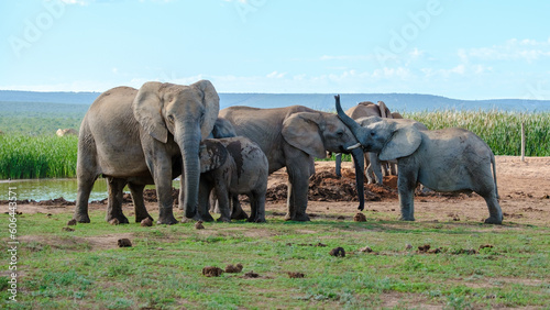 Addo Elephant Park South Africa, Family of Elephants in Addo elephant park in the morning during a game drive at safari vacation