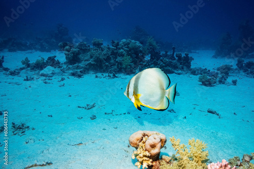 Orbicular Batfish (Platax Orbicularis), Red Sea, Egypt