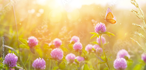 summer nature  background with wildflower and butterfly against sunset  sky.  beautiful summer banner