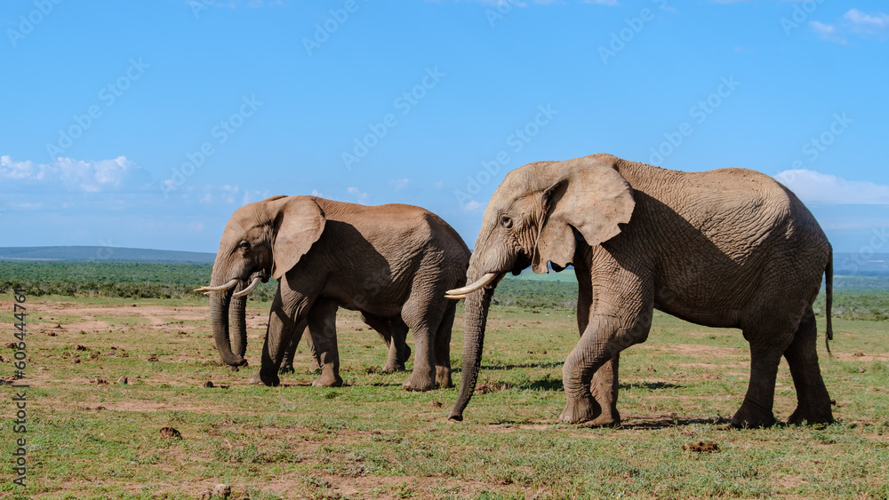 Addo Elephant Park South Africa, Family of Elephants in Addo elephant park, a large group of African Elephants near a water pool