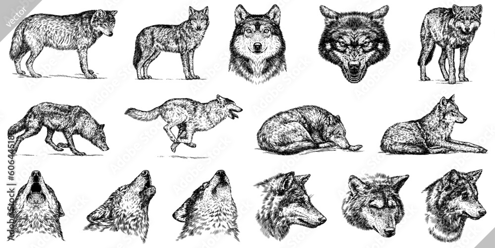 Ταπετσαρία Vintage engraving isolated gray wolf set illustration ink sketch