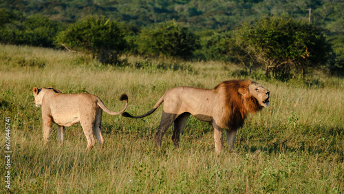 Lions mating at Kruger nation park South Africa, The mating behavior of lions is a painful process for the female