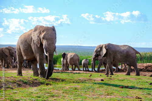 Addo Elephant Park South Africa  Family of Elephants in Addo elephant park  a large group of African Elephants