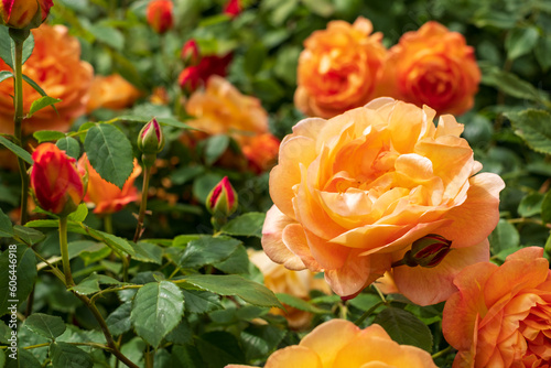 Fototapeta Naklejka Na Ścianę i Meble -  Orange roses, photographed in in springtime in Regent's Park, London UK