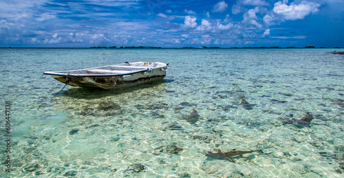Boat surrounded by reef sharks on the Blue Lagoon, Rangiroa Atoll, French Polynesia, South Pacific © Erin Westgate