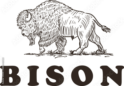 Handdrawn bison logo design