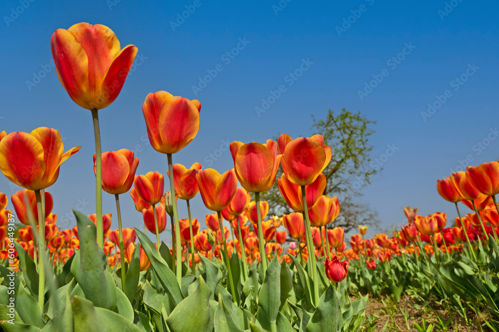 Tulips Tulips