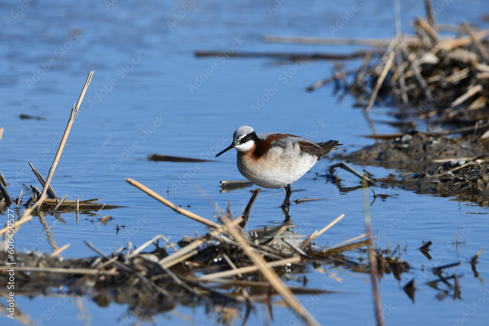 Ταπετσαρία Wilson's Phalarope sandpiper in colorful breeding plumage wades in a flooded agr