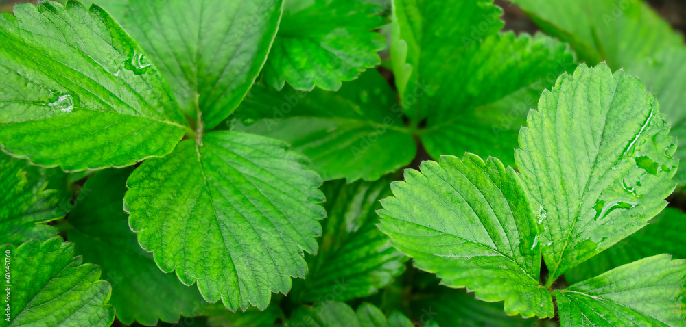 Strawberry leaves with water drops. Green nature background Strawberry leaves with water drops. Green nature background