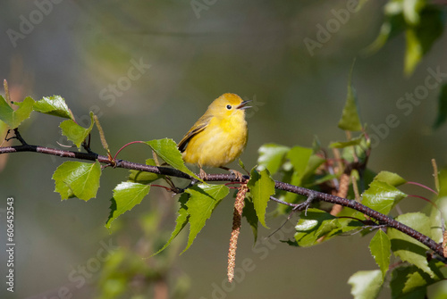 Yellow Warbler calling from a tree perch