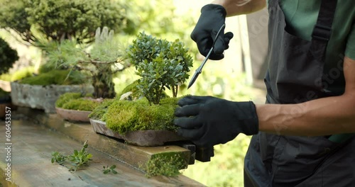 A young man gardener using pruning tree trimming bonsai tree
