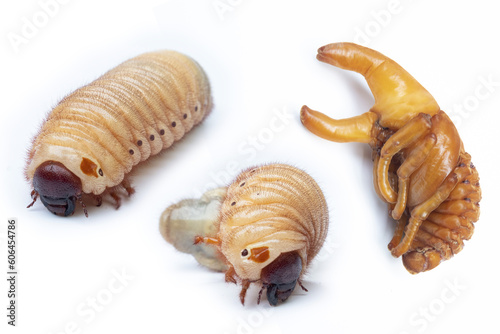 picture larvae and pupa of  stag bettle