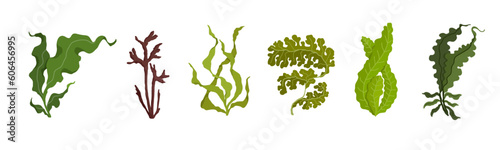 Fotografiet Set of various cartoon seaweeds. Vector graphics.