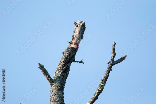Red Bellied Woodpecker on a dead tree top
