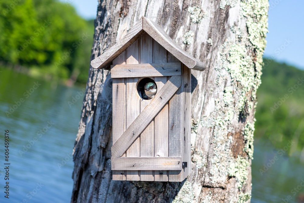 Tree Swallow in Ceder Birdhouse on Lake