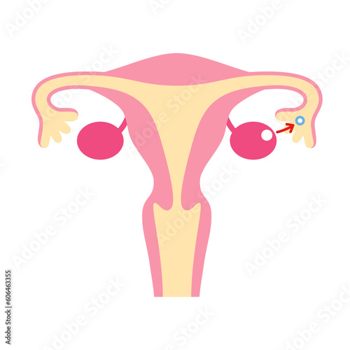 排卵のイラスト