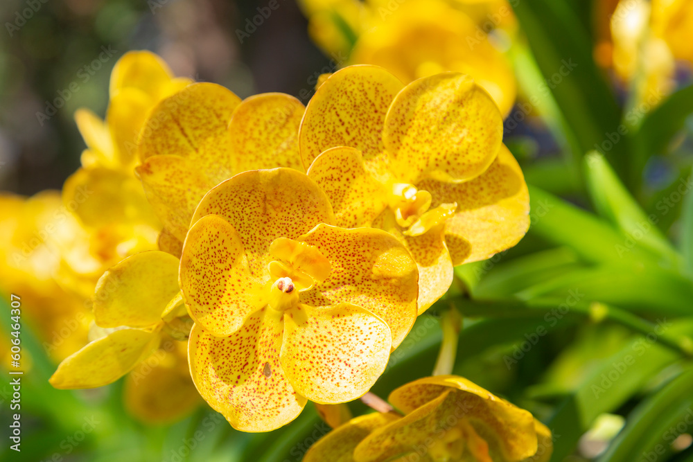 Fototapeta premium Close up of a bouquet yellow orchids in the garden
