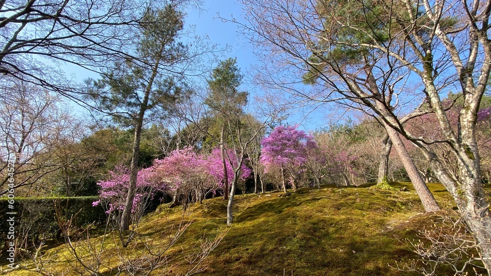 京都 京都