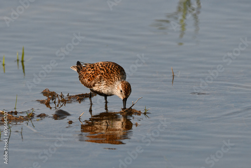 Dunlin shorebird in full breeding colors in a flooded field during migration