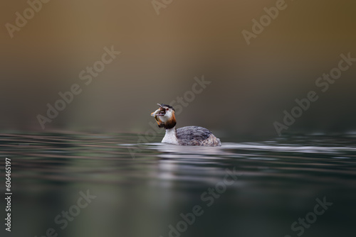 Great Crested Grebe fishing.
Great Crested Grebe getting ready to enjoy its well deserved meal after another swim. photo