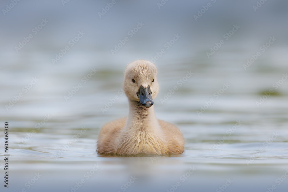 Duckling in water.
Cute Duckling swimming over the calm waters of a lake looking for its parents and siblings. Duckling in water.
Cute Duckling swimming over the calm waters of a lake looking for its parents and siblings.