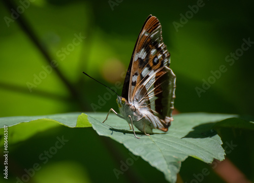 butterfly on leaf © SarahChristin