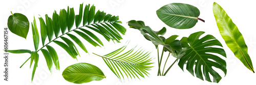 Group Plant leaves Green nature Tropical forest isolated on transparent background - png	 #606467154