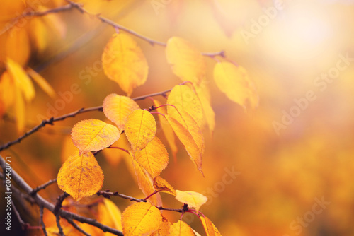 A tree branch with orange and yellow leaves in a forest on a tree in the fall on a sunny day. Autumn leaves in the forest