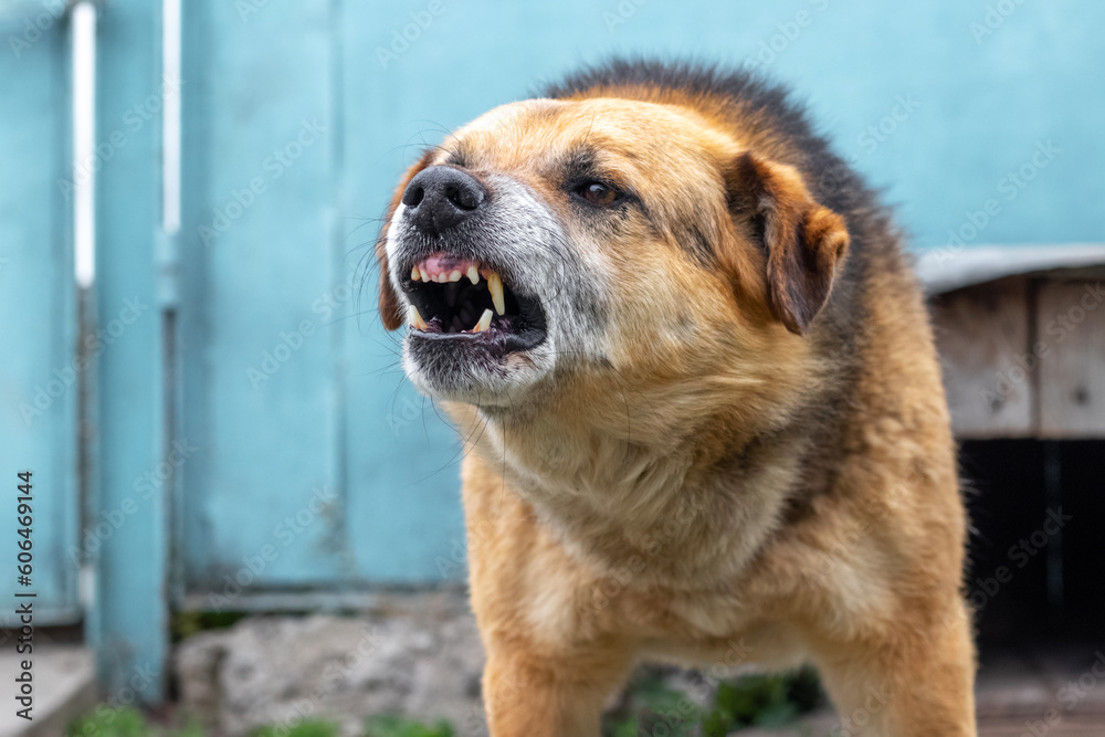 Fototapeta premium Aggressive dog barks, baring teeth. Dangerous Angry Dog
