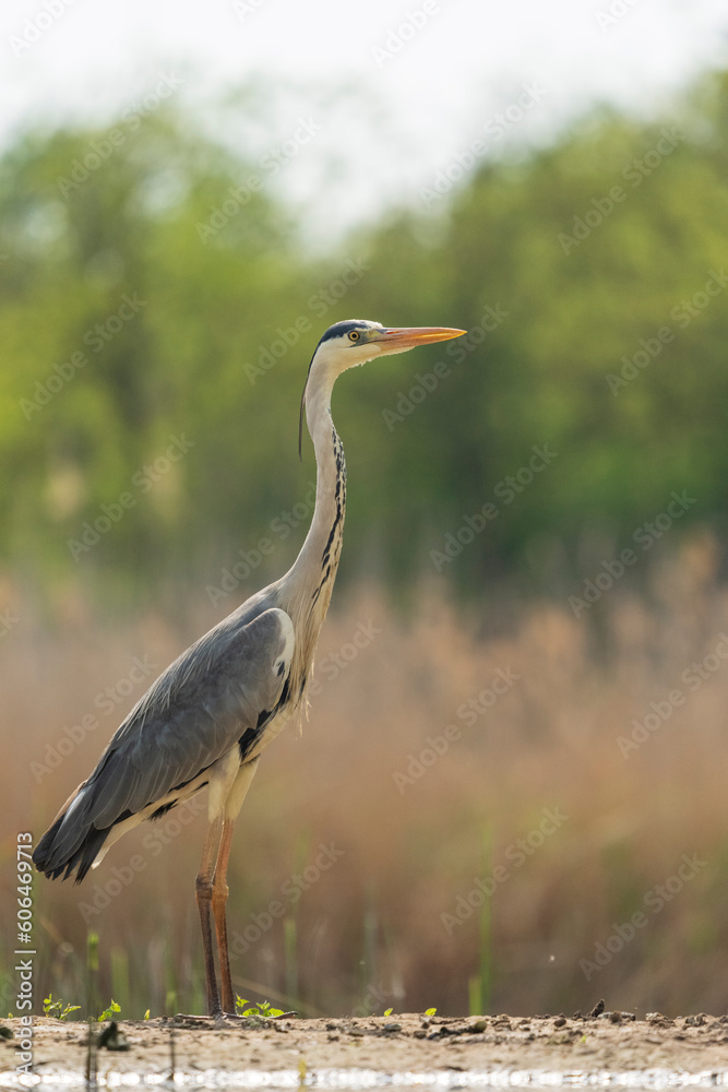 Fototapeta premium Grey heron (Ardea cinerea)