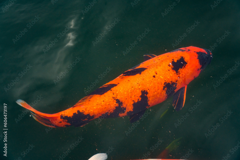 Obraz premium Fine koi in advanced breeding ponds