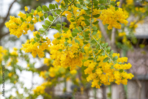 Yellow silver leaf acacia flowers blooming in the garden
