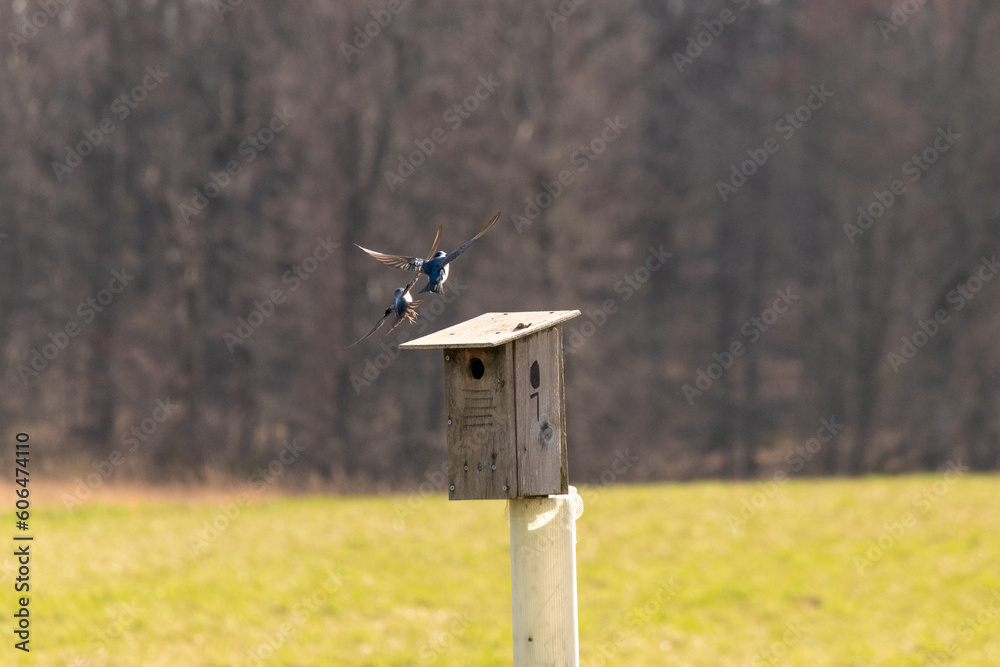 These field swallows were seen around this birdhouse when I took the picture. The pair seemed to stay together. I love the little bodies of these birds and the blue feathers. These field swallows were seen around this birdhouse when I took the picture. The pair seemed to stay together. I love the little bodies of these birds and the blue feathers.