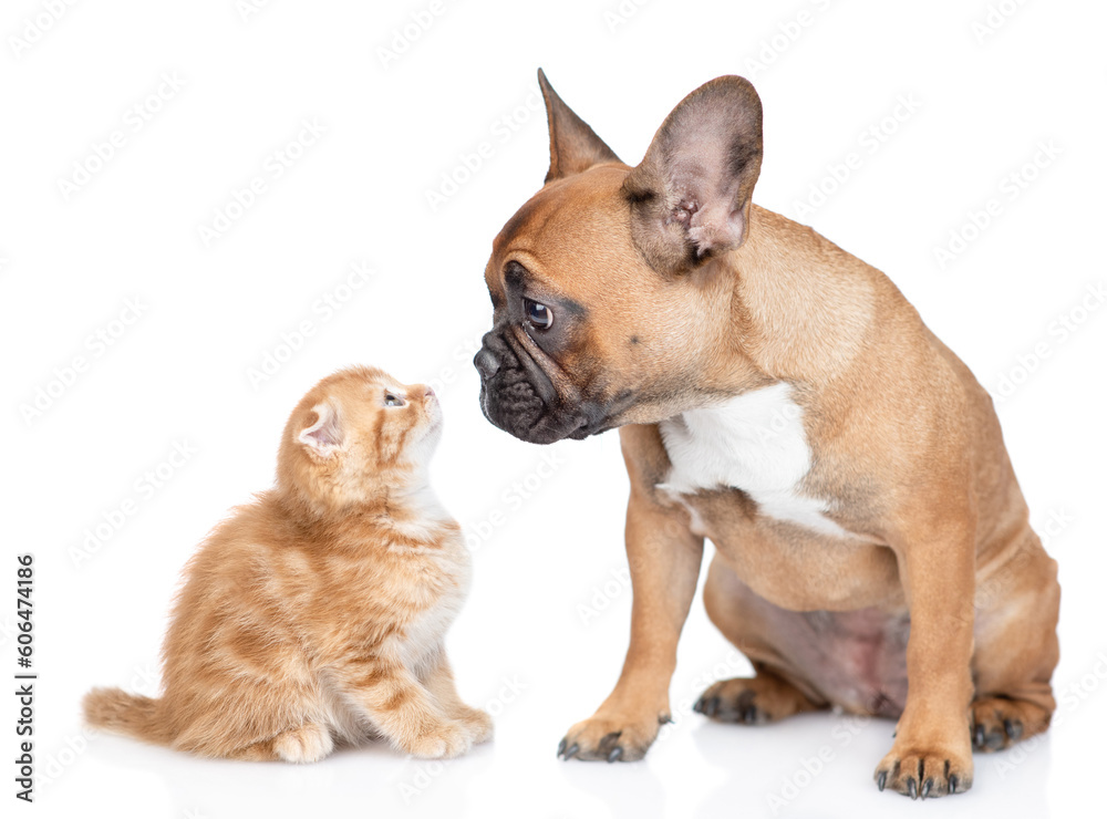 Young French Bulldog puppy and tiny tabby kitten look at each other. isolated on white background