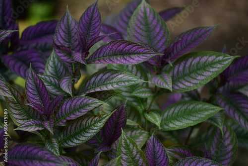 Purple and green leaves, Strobilantes dyerianus, beautiful leaf ornamental plant photo