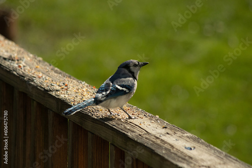 This cute little blue jay came in for some birdseed. I love the way he is perched on the railing and looking around. His pretty blue feathers with the black and white.