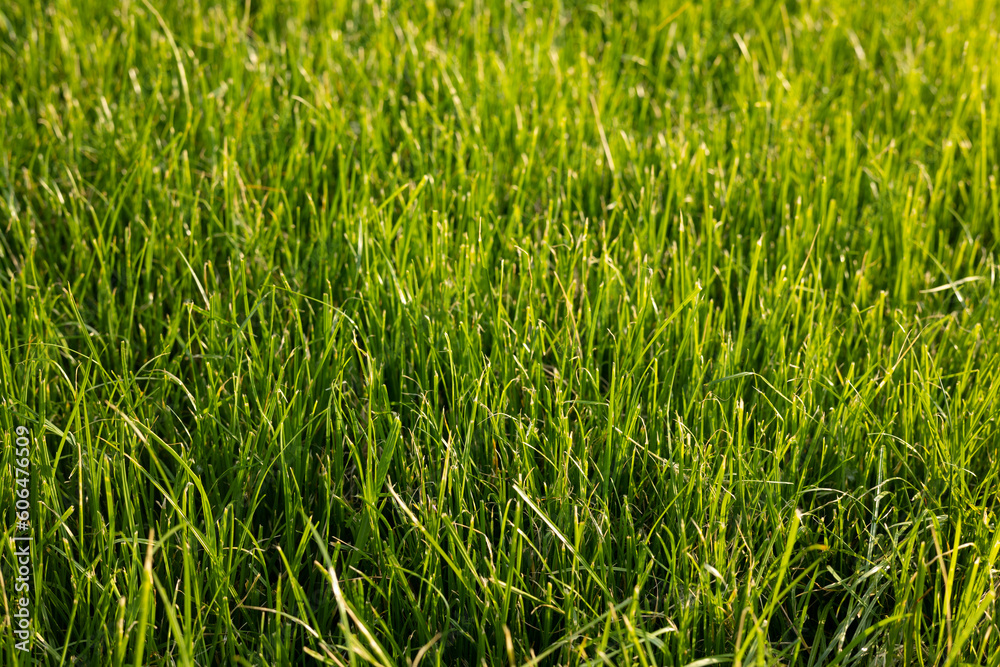 Green grass in the wind. Green grass background. Green grass in the wind. Green grass background.