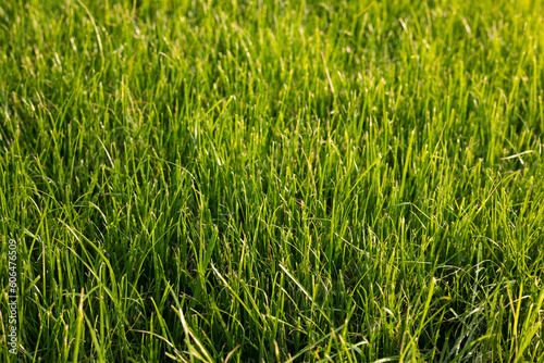 Green grass in the wind. Green grass background.