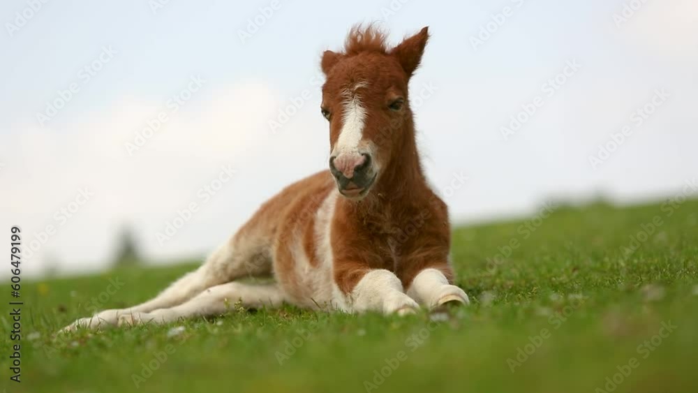 A cute little shetland pony foal resting on a pasture in spring outdoors A cute little shetland pony foal resting on a pasture in spring outdoors